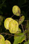 Money plant <BR>Annual honesty